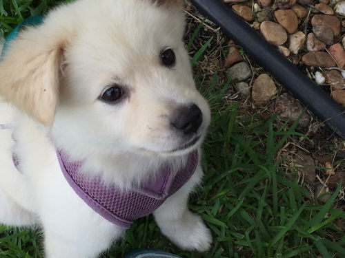 Koko