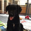Pepper