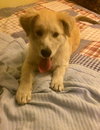 Dixie