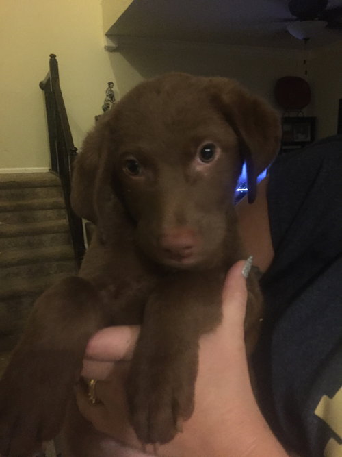 Brownie
