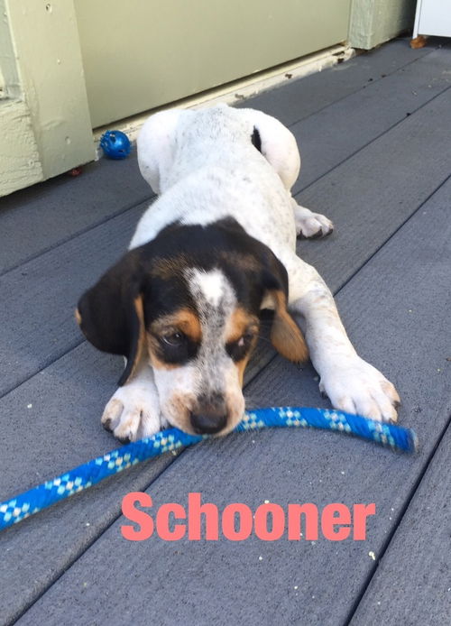 Schooner