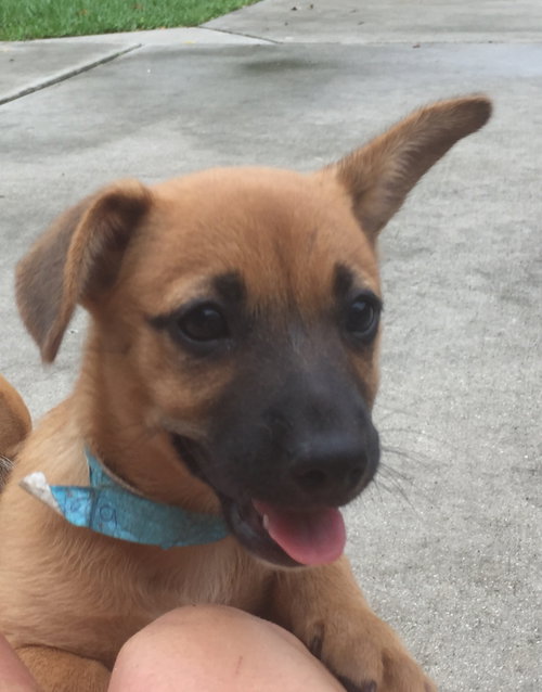 Stella