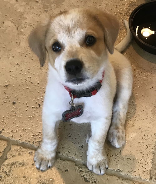 Elmo