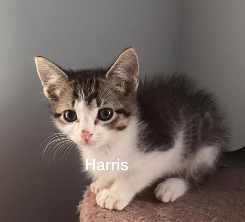 Harris