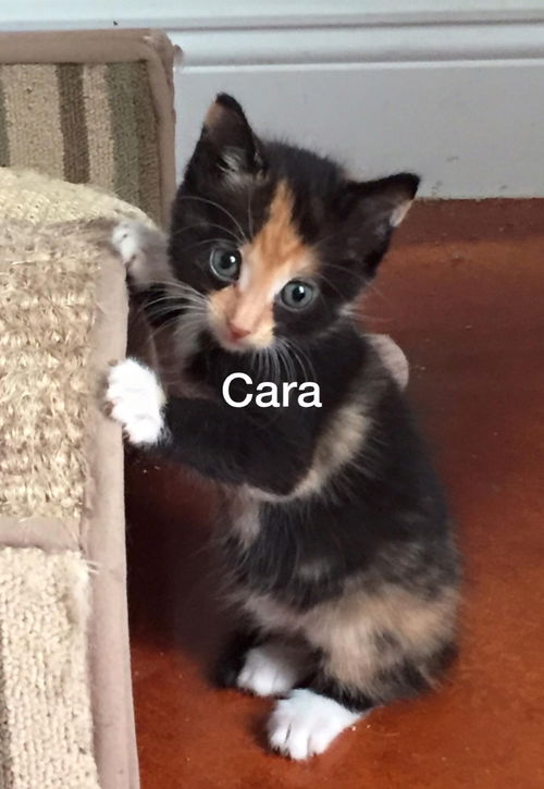 Cara