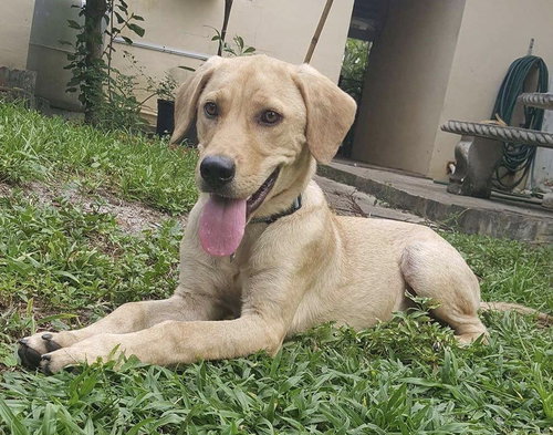 Cooper