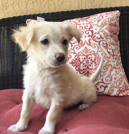 Kona