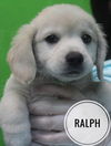 Ralph