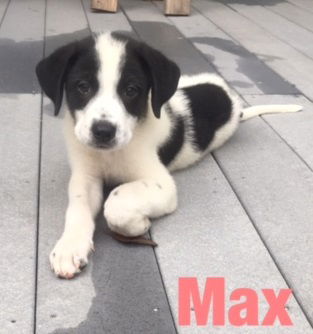 Max