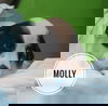 Molly