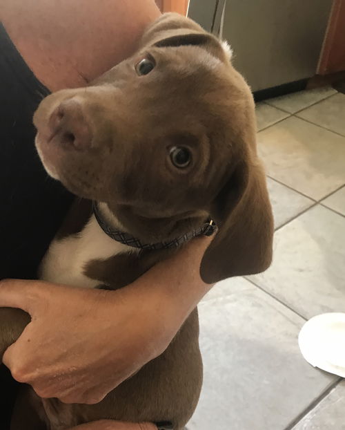 Elvis