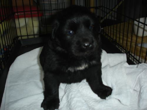 Arlo
