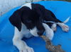 Pongo