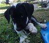 Pongo