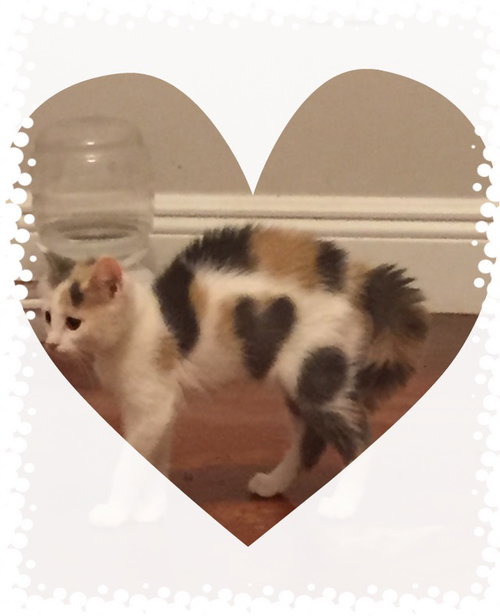 Love bug