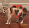 Love bug