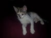 Smudge