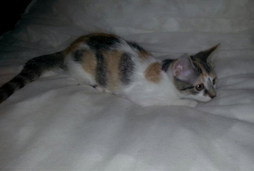 Smudge