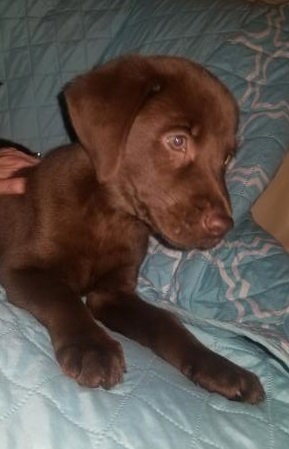 Colby