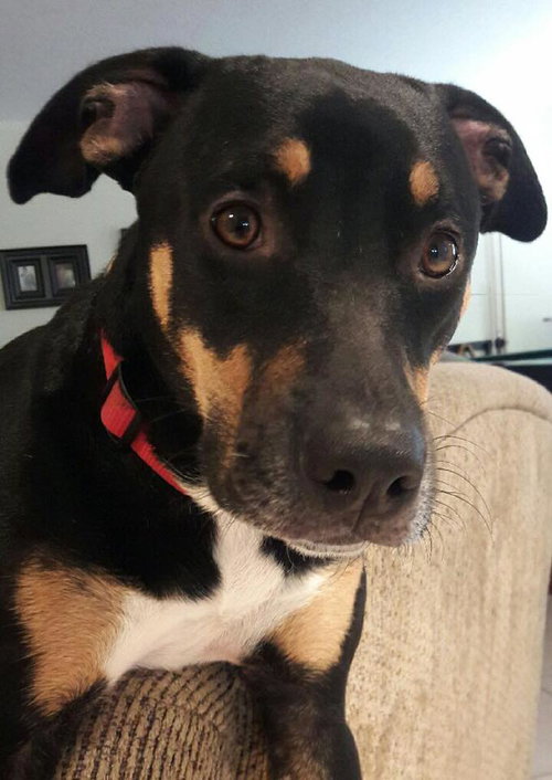 Rufus