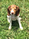 Sophie