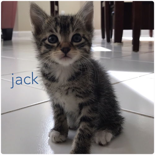 Jack