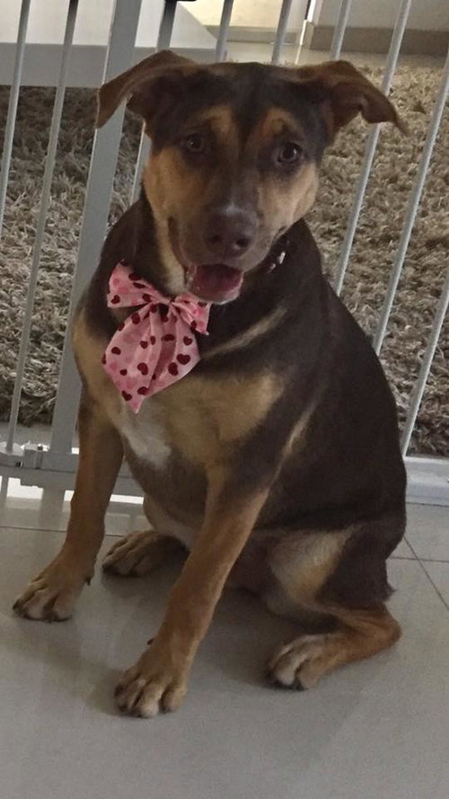 Suki