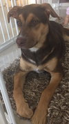 Suki