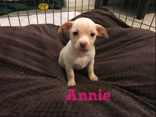 Annie