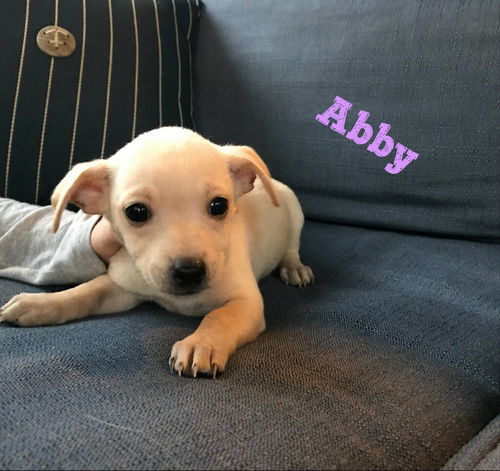 Abby