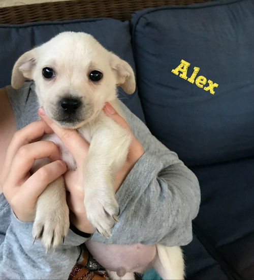 Alex
