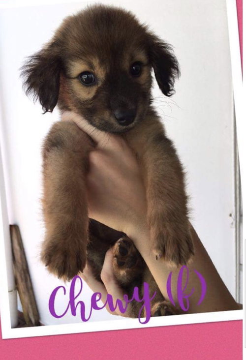 Chewy