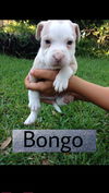 Bongo