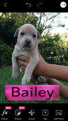 Bailey