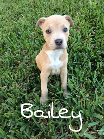 Bailey