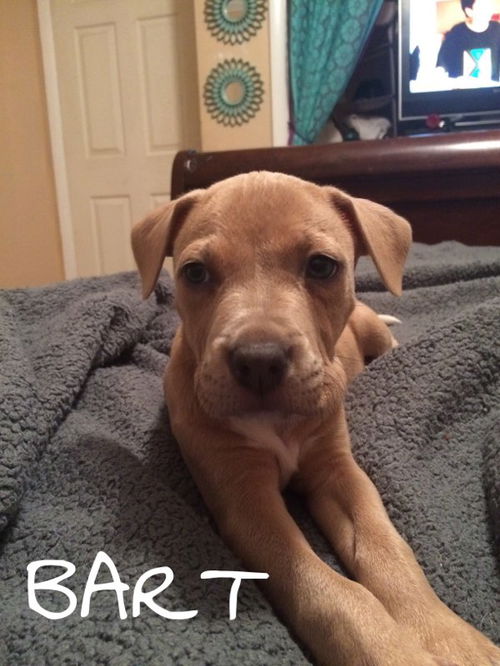 Bart