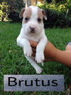 Brutus