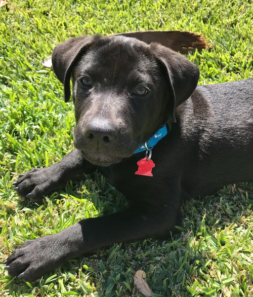 Maverick