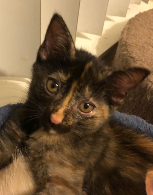 Willow