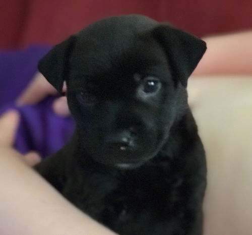 Dakota