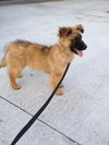 Kipper