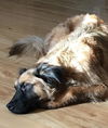 Kipper
