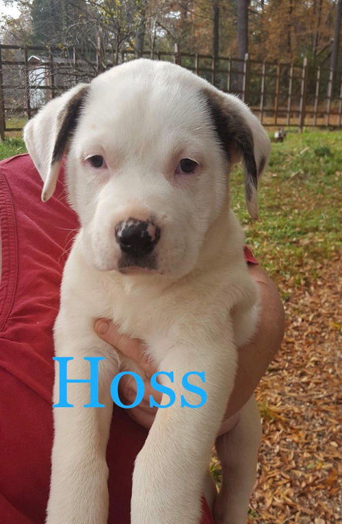 Hoss
