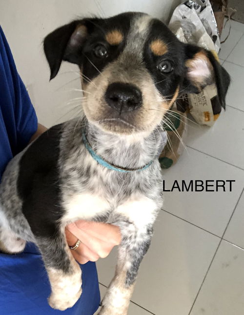 Lambert