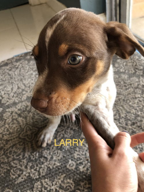 Larry