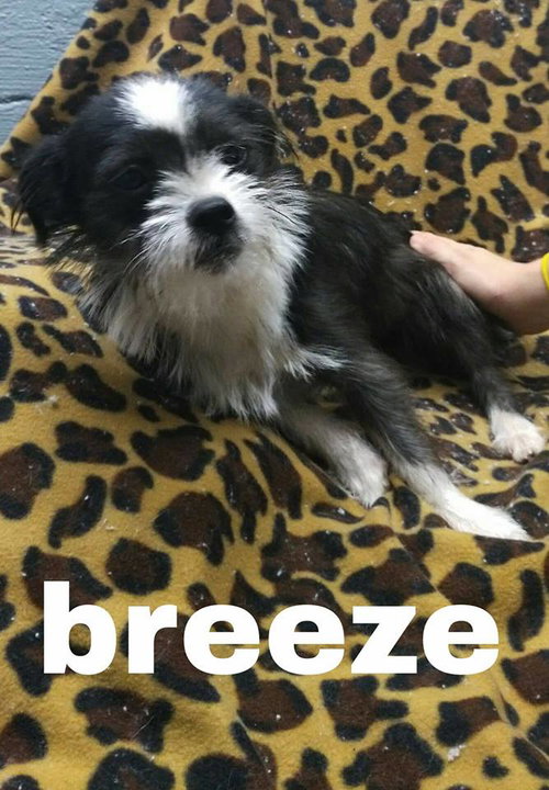 Breeze