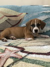 Starburst aka Bogie