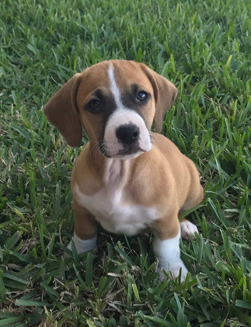 Starburst aka Bogie