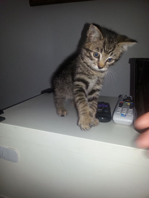 Kitten