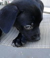 Buddy